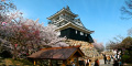 浜松城公園の桜のパノラマ風景