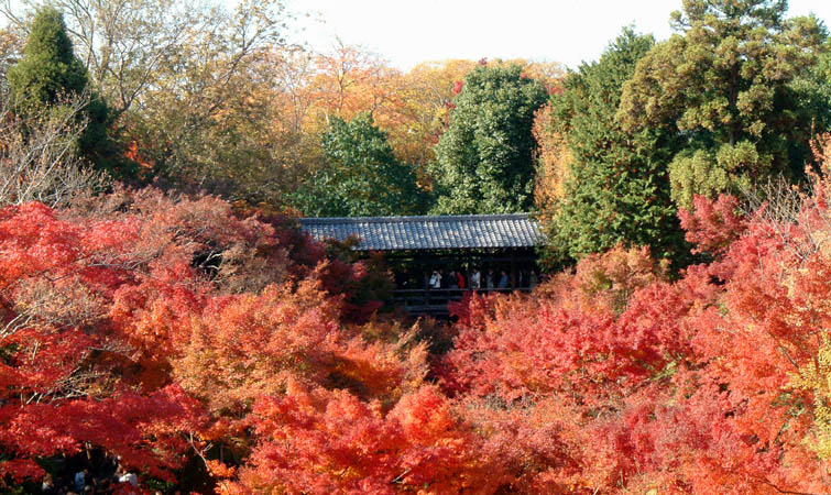 東福寺の紅葉「通天橋から見た臥雲橋と紅葉のパノラマ写真」