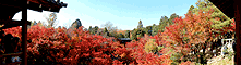 東福寺の紅葉のパノラマ風景